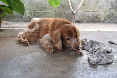 Close-up of dog