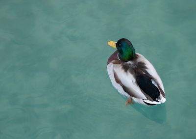 High angle view of duck swimming in lake