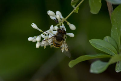 Close-up of bee on flower