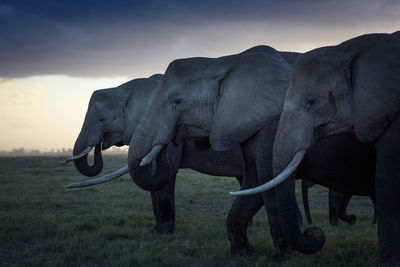 Side view of elephants on field at sunset