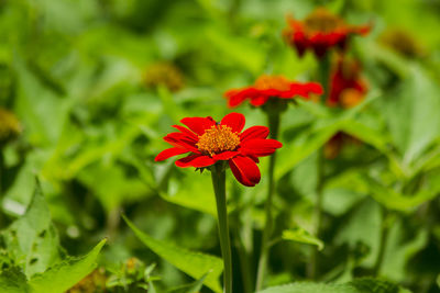 Close-up of red flowering plant on field