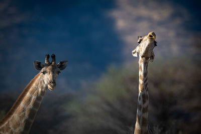 Close-up of giraffe on land