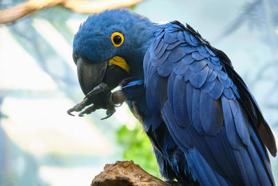 Close-up of parrot