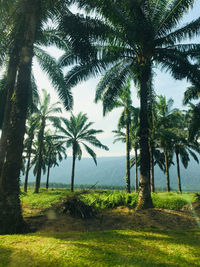 Palm trees on field against sky