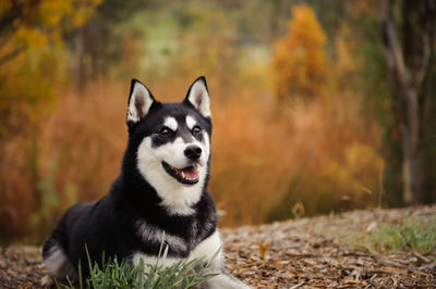 Close-up of husky resting on field