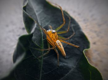 Close-up of insect