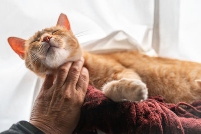 Close-up of a cat sleeping