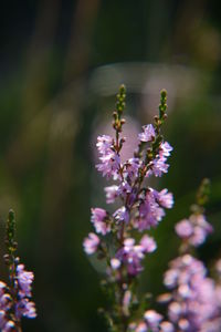 Close-up of purple flowering plant