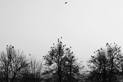 Low angle view of silhouette trees against clear sky