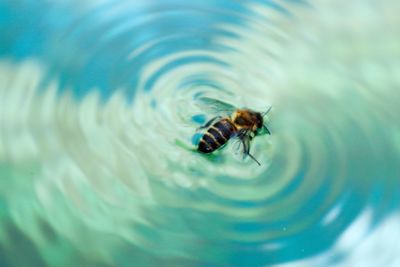 High angle view of bee in water