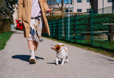 A small jack russell terrier dog walking with owner in a city alley. outdoor pets, healthy living 