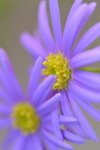 Close-up of purple flowers