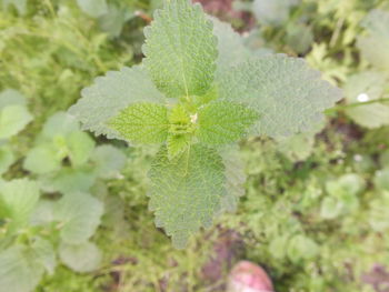 Close-up of plant