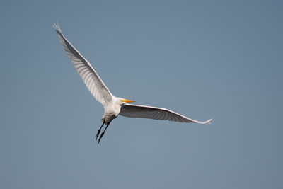 Low angle view of seagull flying in sky