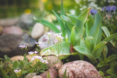 Close-up of fresh purple flowers in garden