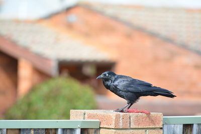 Bird perching on wooden post