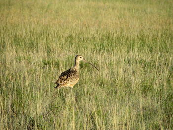 Bird on grass