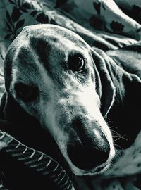 Close-up portrait of dog