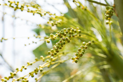 Close-up of berries growing on plant