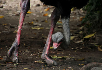 Ostrich on field