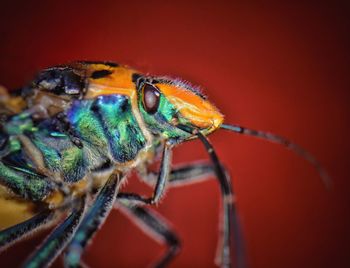 Close-up of insect