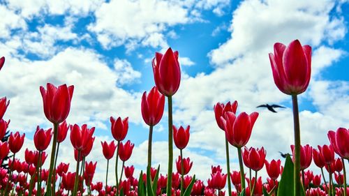 Close-up of poppies blooming against sky