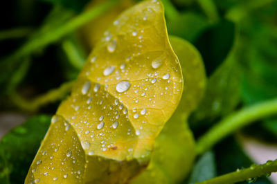 Close-up of water drops on leaves