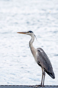 High angle view of gray heron perching on a sea