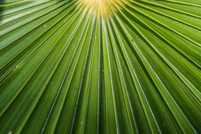 Full frame shot of palm leaves