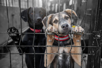 Dog in animal shelter waiting for adoption. portrait of red homeless dog in animal shelter cage.