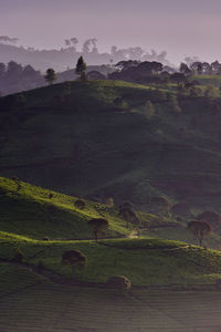 Scenic view of green landscape