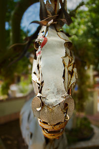 Close-up of tree trunk