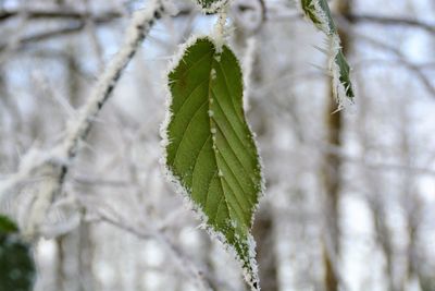 Close-up of pine tree branch during winter