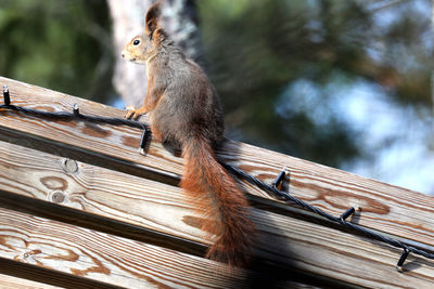 Low angle view of squirrel sitting on roof