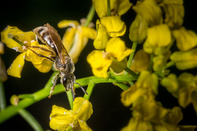 Close-up of yellow flower