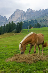 Horse grazing on grassy field