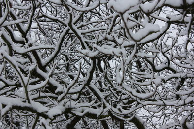 Bare tree against sky