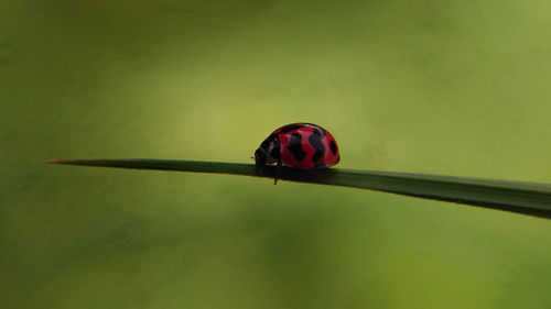 Close-up of ladybug on flower