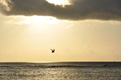 Yellow sky over the indian ocean with silhouette of a sea bird
