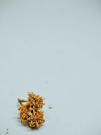 High angle view of dried plant against white background