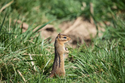 Chipmunk standing at attention