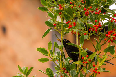 Close-up of red leaves