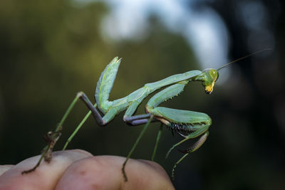 Close-up of insect on hand