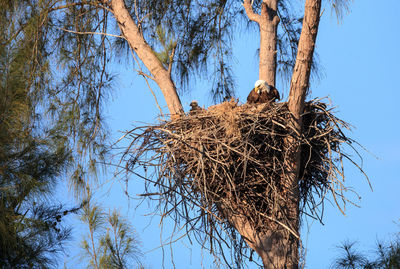 Low angle view of bird nest on tree against sky