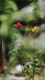 Close-up of red flowering plant on field