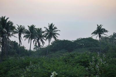 Palm trees on landscape against sky