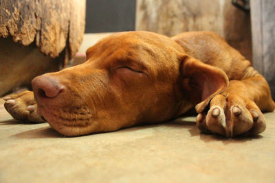 Close-up of a dog sleeping