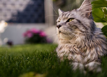 Close-up of cat on grass