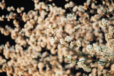 Close-up of white flowers