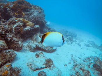 Fish swimming in sea